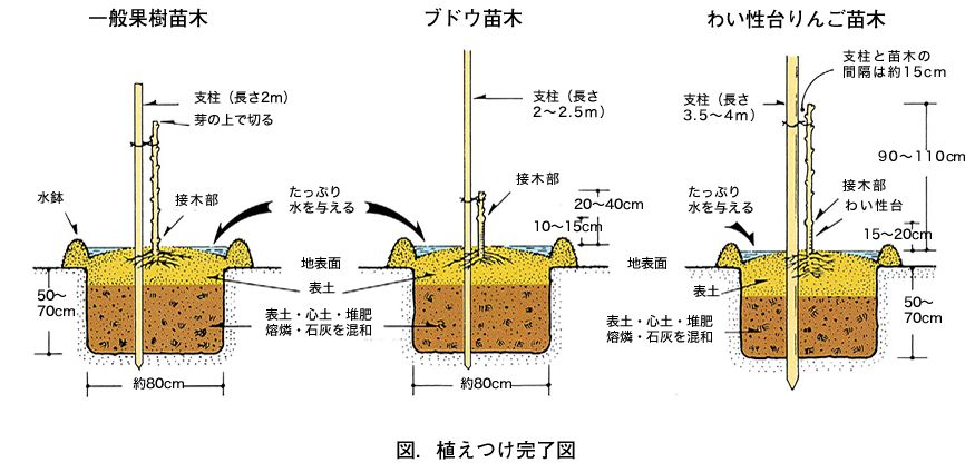 植えつけ完了図