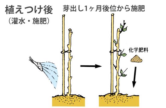 植えつけ後