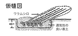 仮植図