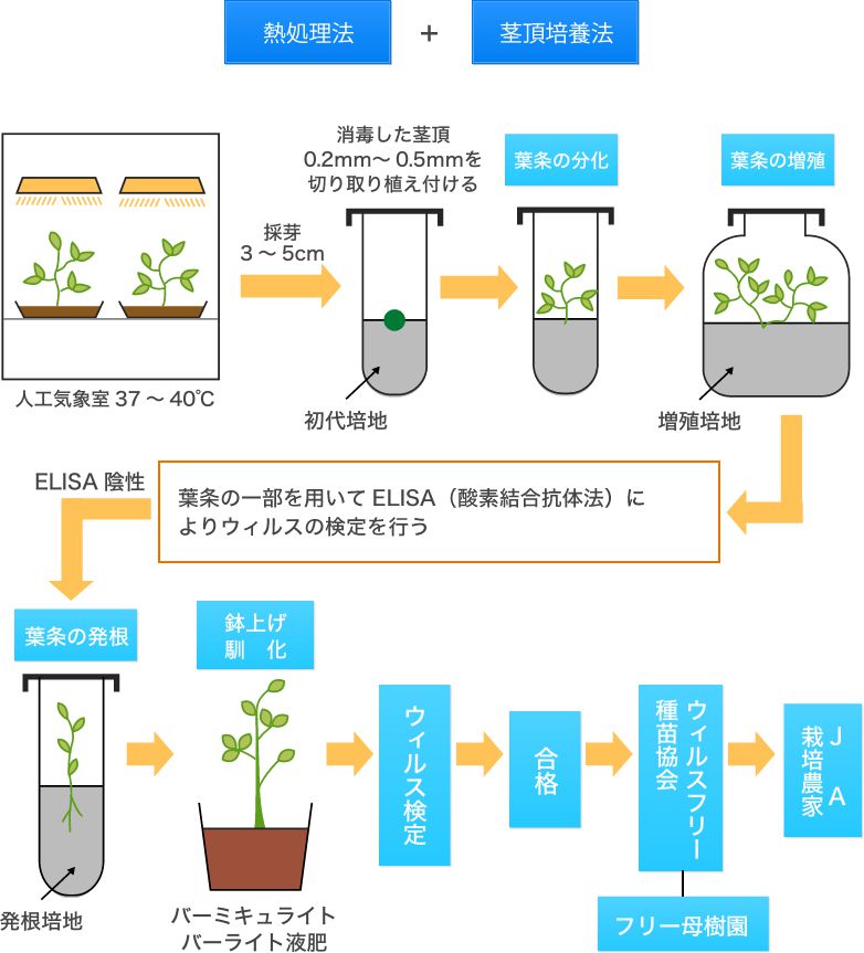 ウイルスフリー苗ができるまでの図