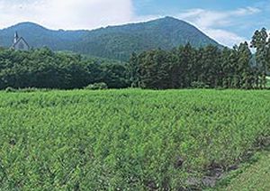 ウイルスフリー桃苗木圃場