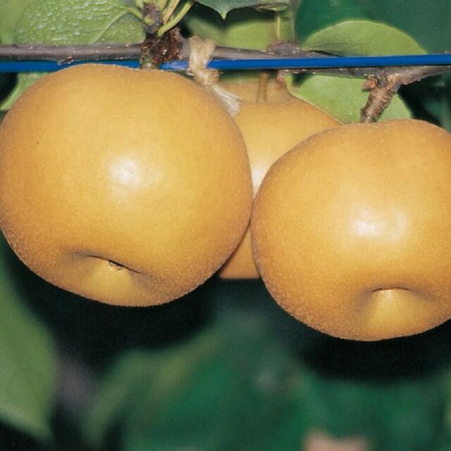 南水