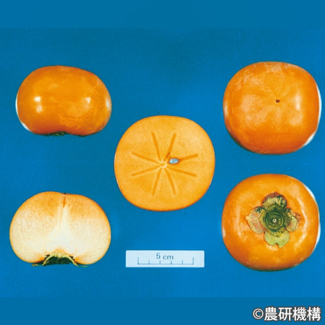 太秋